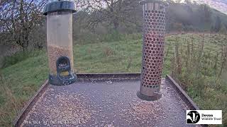 Preview of stream Bird table - Live camera