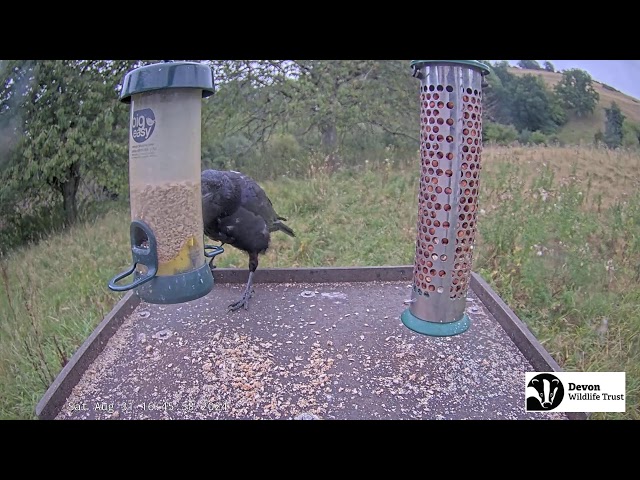 LIVE Birdfeeder camera in Devon - Birds and woodland wildlife class=