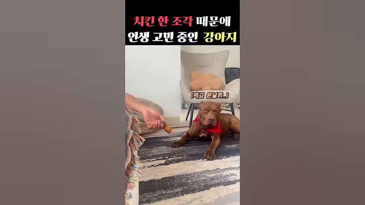 치킨 한 조각 때문에 인생 고민 중인 강아지 #강아지 #치킨 #유머 #동물