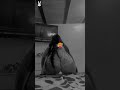 #baile #bailarinafeliz #dance #danceclip #cuerpofitnes #greenscreen #twerk #chile     #linda #fyy