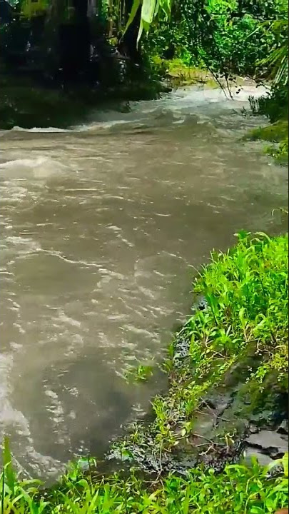 Sungai mengalir menembus lebatnya pepohonan#shorts ,#storywa,#tiktok