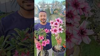 Foi aqui que pediram rosas floríferas? Apresento a vocês duas: Antonella e a filha da Viúva Negra.