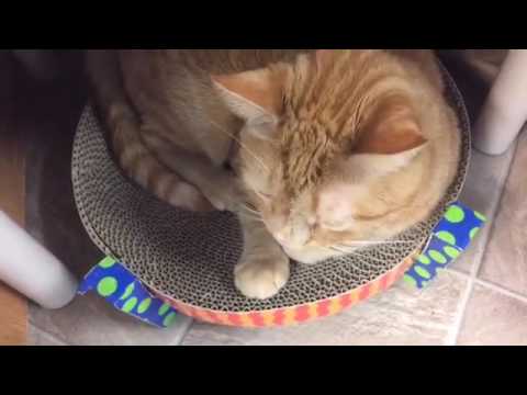 cute cats for sale 11/19/2016 3 pm shelter tour
