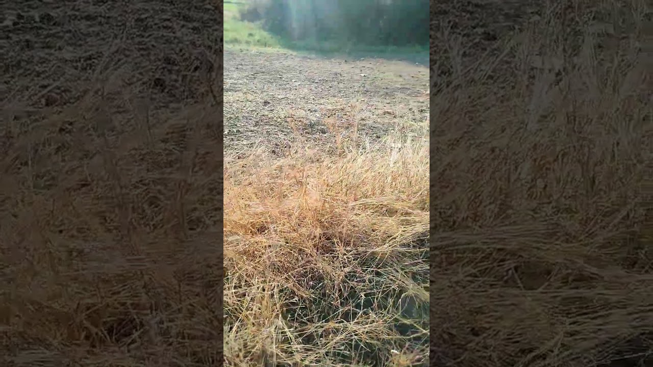 at Farm #trending #viralvideo #discovery #shortsfeed #birds #shortsviral #shorts