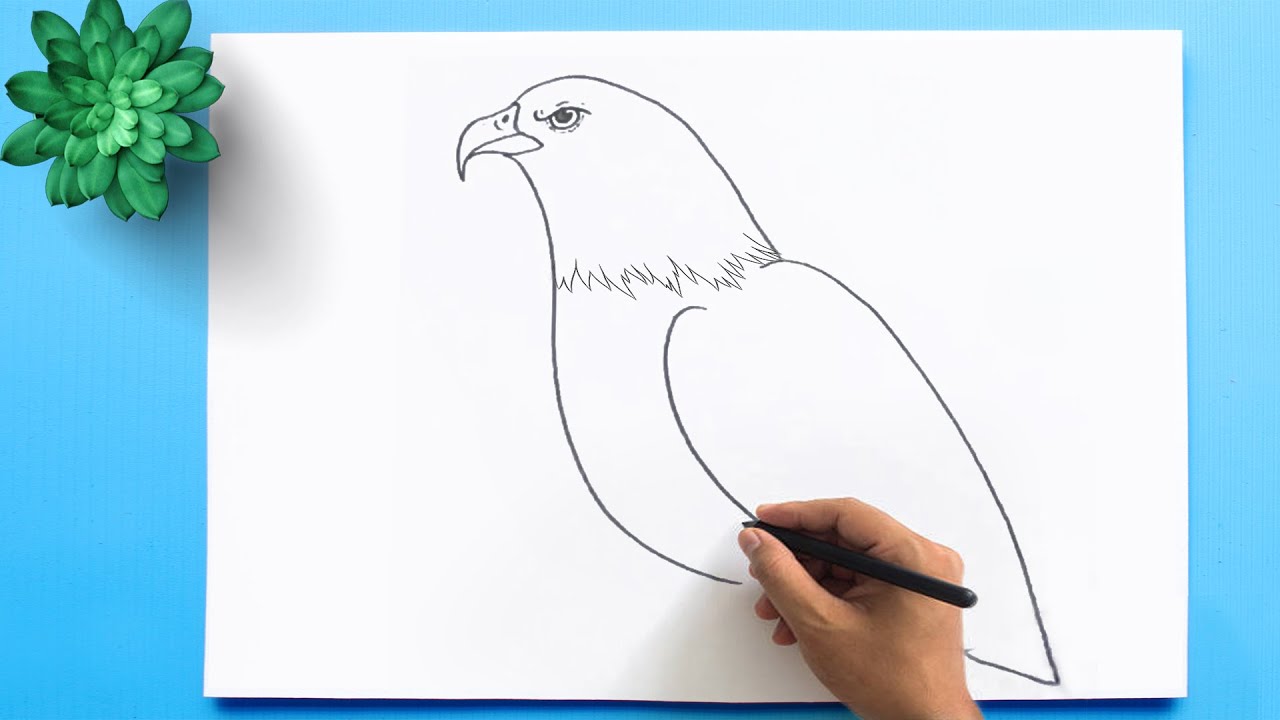 How To Draw An Eagle  How to draw a Eagle easy step by step  YouTube