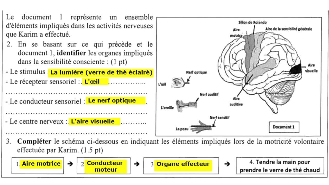 3AC Le système nerveux - Exercices corrigés 1