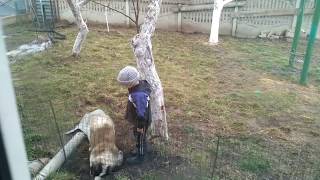 Ребенок играет с собакой Московская сторожевая. Boy and the Moscow watchdog Ребенок играет с собакой Московская сторожевая. Boy and the Moscow watchdog