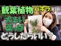 観葉植物  パキラ  大きい葉っぱ  どうしたらいい？【おうちでグリーン】開花園チャンネル