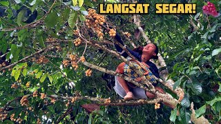 Fresh Langsat Harvest 🍇 | Peaceful Sabah Countryside Life 🌿 | Ep32 
