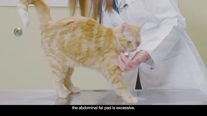 How to Perform a Body Condition Assessment - Cat - DayDayNews