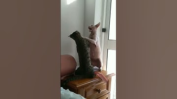 The Final Countdown! #shorts #catsfighting #catlover