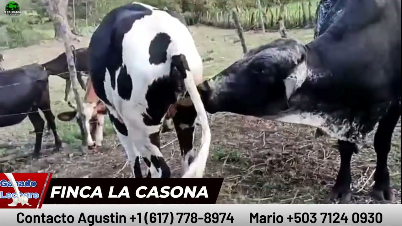 Finca La Casona Ganado Lechero Embriones | El Salvador en el Campo 