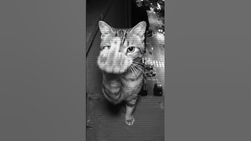 Cat doing middle finger #funnycats #funnyshorts #meme #jet2holiday