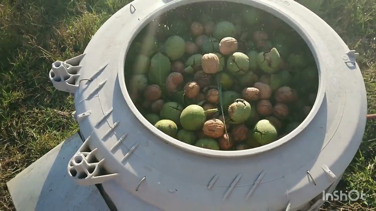 Урожай Чандлера в 7 лет. Особенности сезона 2024