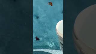 Pool ice asmr #ice #pool #pooltok