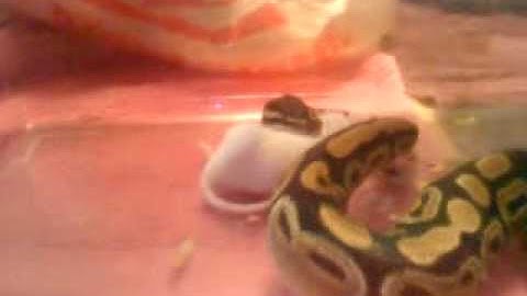 My 8 month old Ball Python Geneieve Feeding
