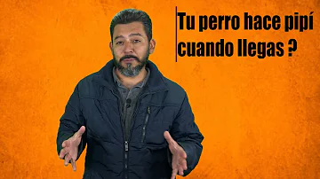 ¿Por qué los perros se hacen pis cuando ven a otros perros?