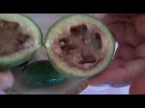 Video: Egzotik ve sağlıklı feijoa meyvesi