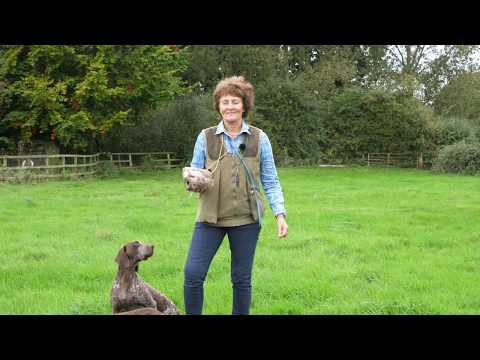 Experienced German Shorthaired Pointers Retrieving with distractions