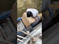 Loading Cargo onto a River Ship 💪🚢 | Real River Life.