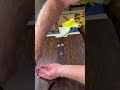 Walnut Horse Inlay Board — If these feet go on crooked, the whole board wobbles