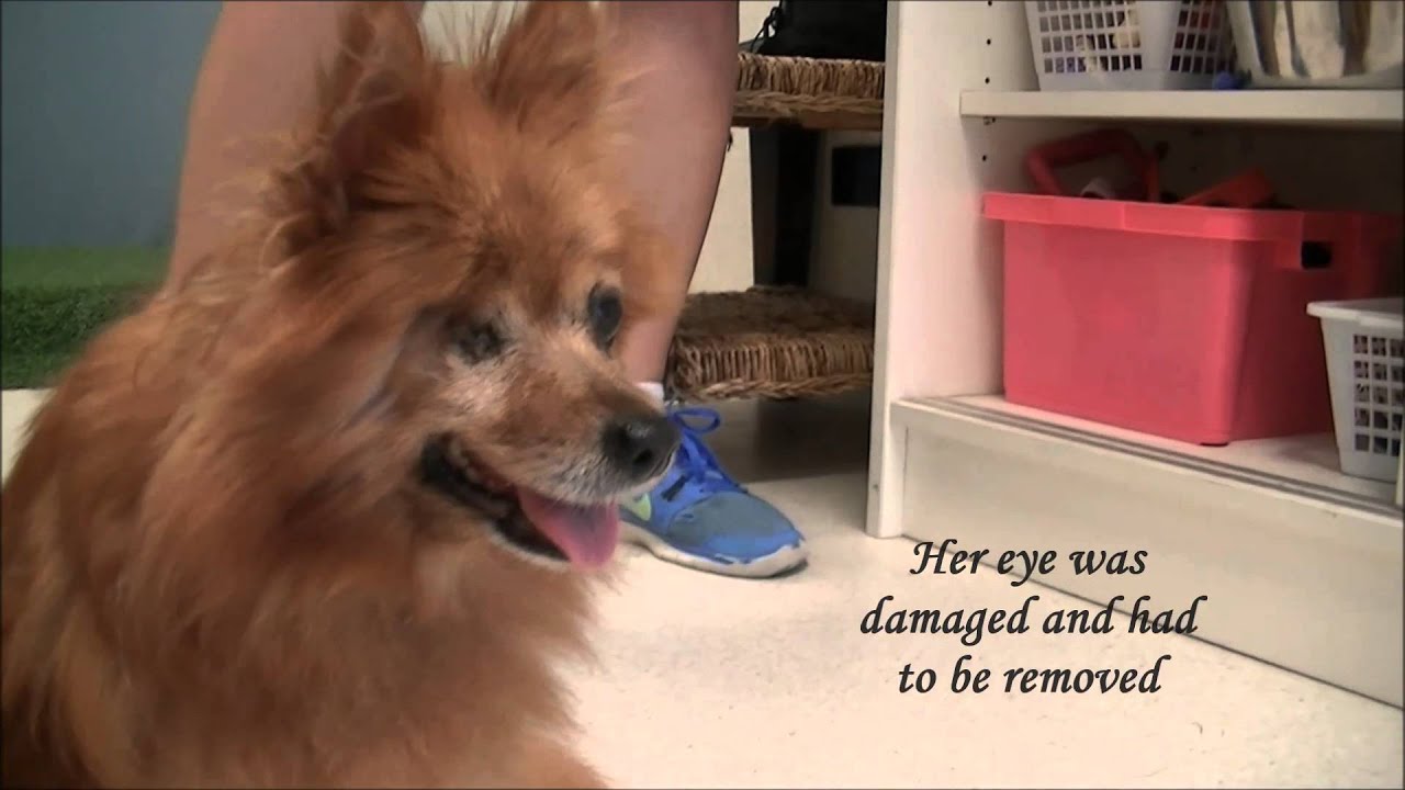 RSPCA Success Story Lily YouTube