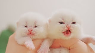 God, It's Unfair. Baby Kittens Open Eyes. Ugly Vs. Beautiful.