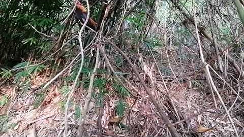 Dib​ qaib​ qub​ 2020​ #3