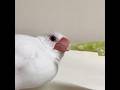きゅうりを見つめるお顔 #javasparrow #文鳥 #白文鳥 #きゅうり大好き #birds
