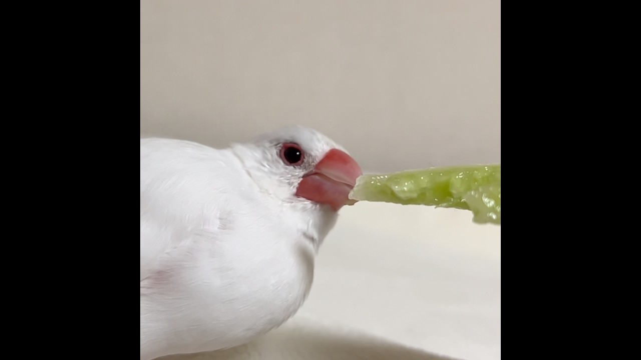 きゅうりを見つめるお顔 #javasparrow #文鳥 #白文鳥 #きゅうり大好き #birds