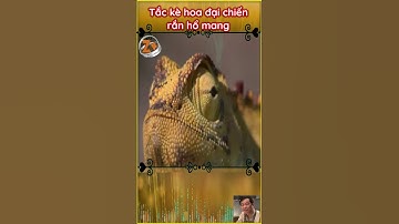 Tắc kè hoa đại chiến rắn hổ mang | funny animal videos