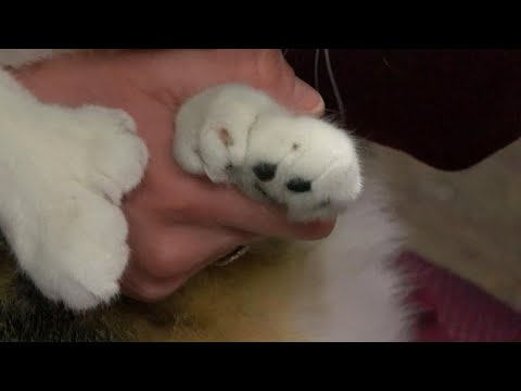 Video: Pet Scoop: Cat ar 26 pirkstiem ir svētīgs, lai viņa patvērums, Ram un briežu kritums mīlestībā