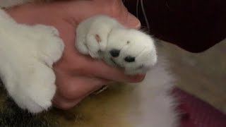 Minnesota feline ties World Record for most toes on cat