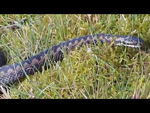 adder on Epsom common Spring 2013