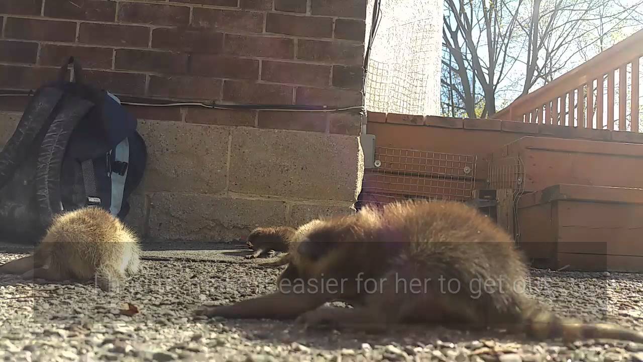 squirrels pizza Raccoon Removal Toronto