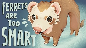 Ferrets are (a little too) Smart
