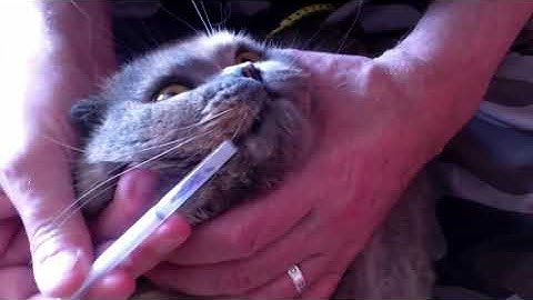 Metacam for pain relief