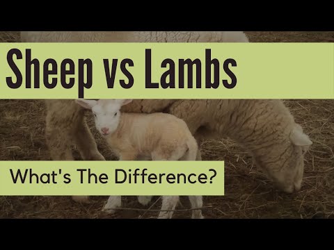 वीडियो: भेड़ और मेमने में क्या अंतर है?