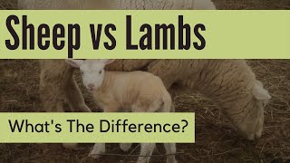 What's The Difference Between Sheep And Lambs?