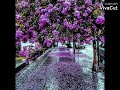 اجمل صور بلون البنفسجي ع اجمل اغنيه تركيه حزينه تصميمي اجمل صور بلون البنفسجي ع اجمل اغنيه تركيه حزينه تصميمي