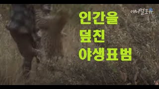 [풀버전] 인간을 덮친 야생표범: 맹수의 역습 | KBS 수요기획 090211 방송