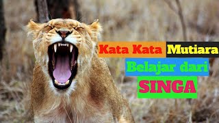 Kumpulan Kata bijak belajar hidup dari singa || Motivasi Hidup