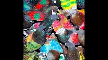 Blawan - The Gl Lights