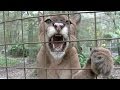 Big cats with big cattitudes