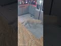 Dog starts fire that kills 3 pets, damages home