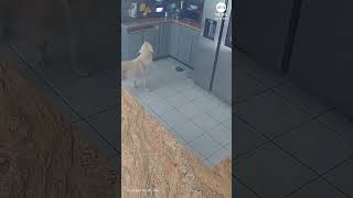 Dog starts fire that kills 3 pets, damages home