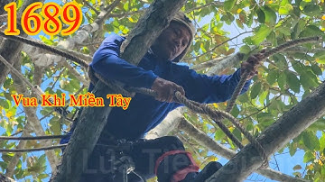 Thót tim Vua Khỉ Miền Tây cưa tỉa cành cây Dầu , kế bên nhà máy xử lí nước . Cutting redwood