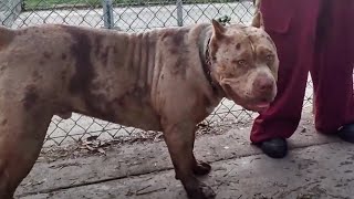American Bully XL Is Bigger Since Last I Saw Him At Dog Park by Bodhi's World 688 views 2 months ago 6 minutes, 41 seconds