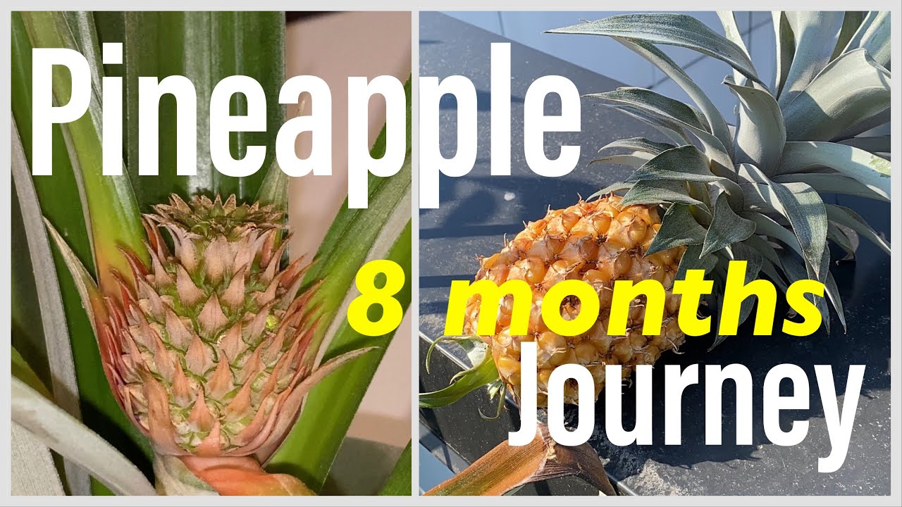Garden Project - Growing pineapple in Seattle - YouTube