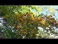 Jesienne liście - muzyka relaksacyjna z dźwiękami natury. Ogród Botaniczny UMCS 2016